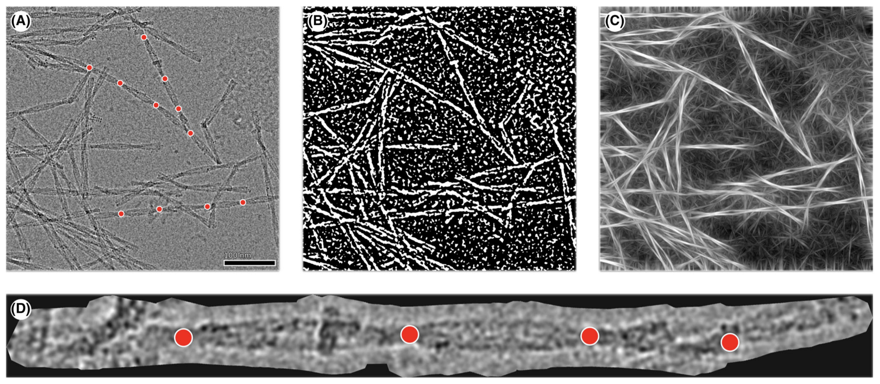 Automatic identification of crossovers in cryo‐EM images of murine amyloid protein A fibrils with machine learning